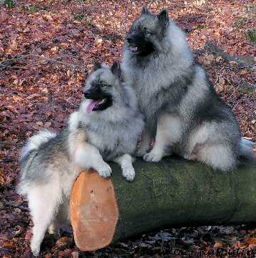 Wolfsspitz - Verein fr Deutsche Spitze e.V.